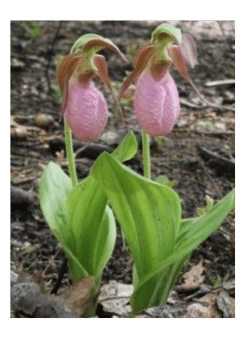 pink-ladys-slipper