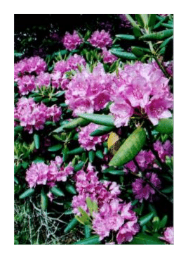 rhododendron